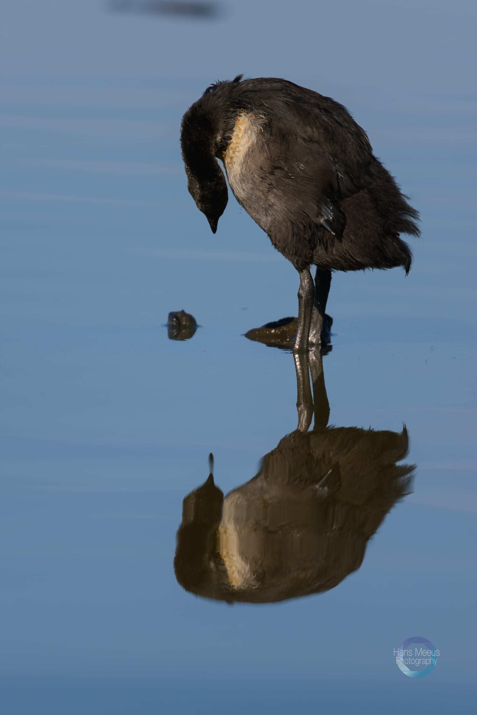 Meerkoet Juveniel Het Vinne Zoutleeuw