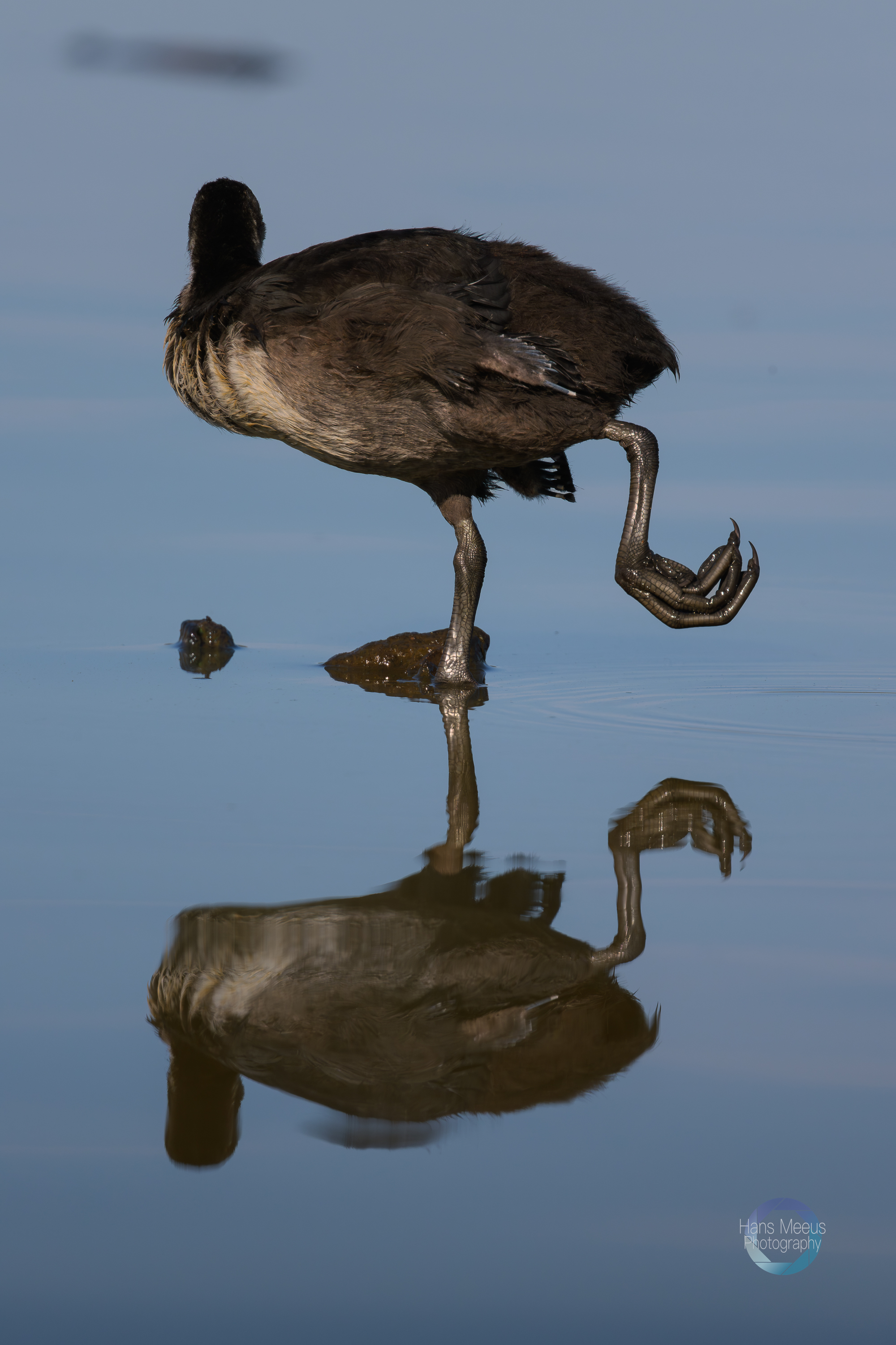 Meerkoet Juveniel Het Vinne Zoutleeuw