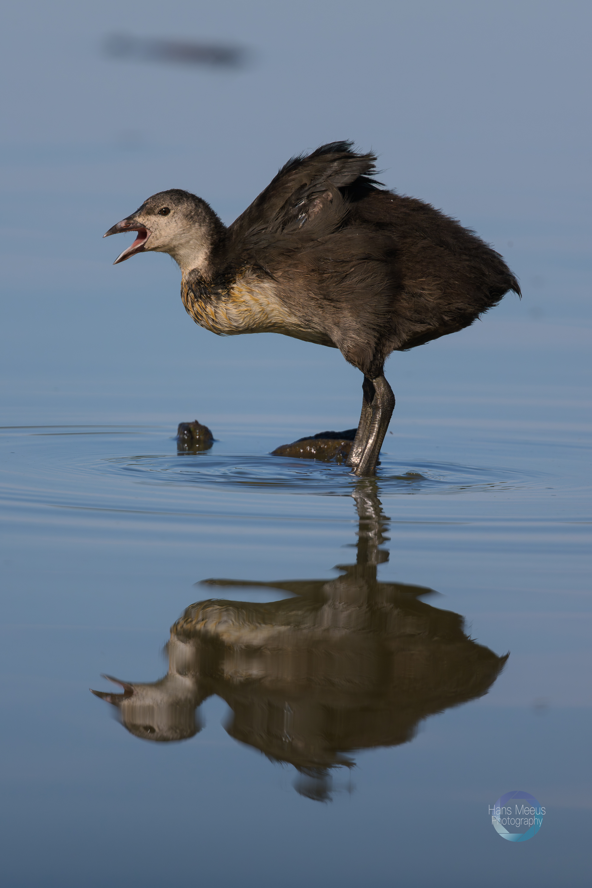 Meerkoet Juveniel Het Vinne Zoutleeuw