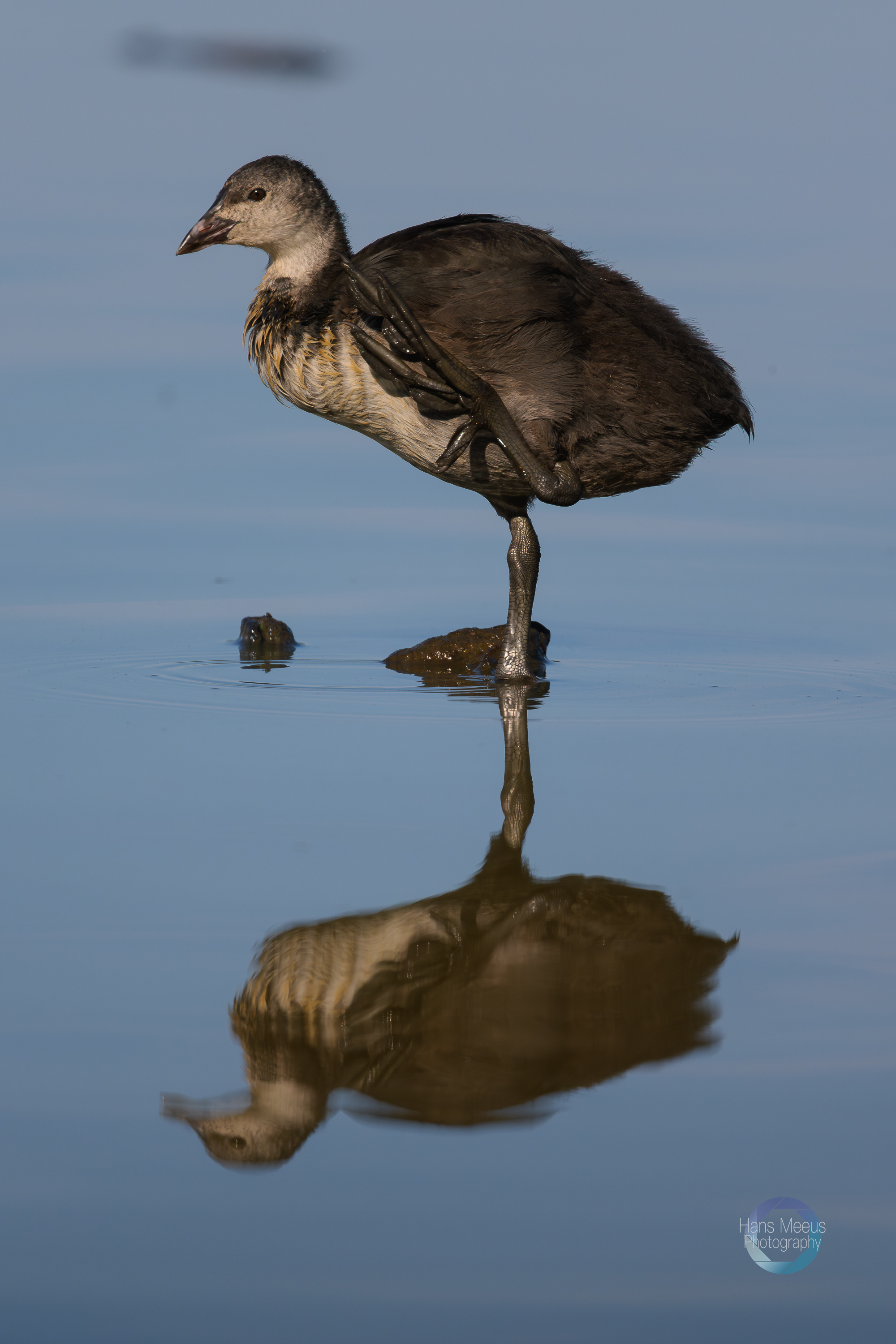 Meerkoet Juveniel Het Vinne Zoutleeuw