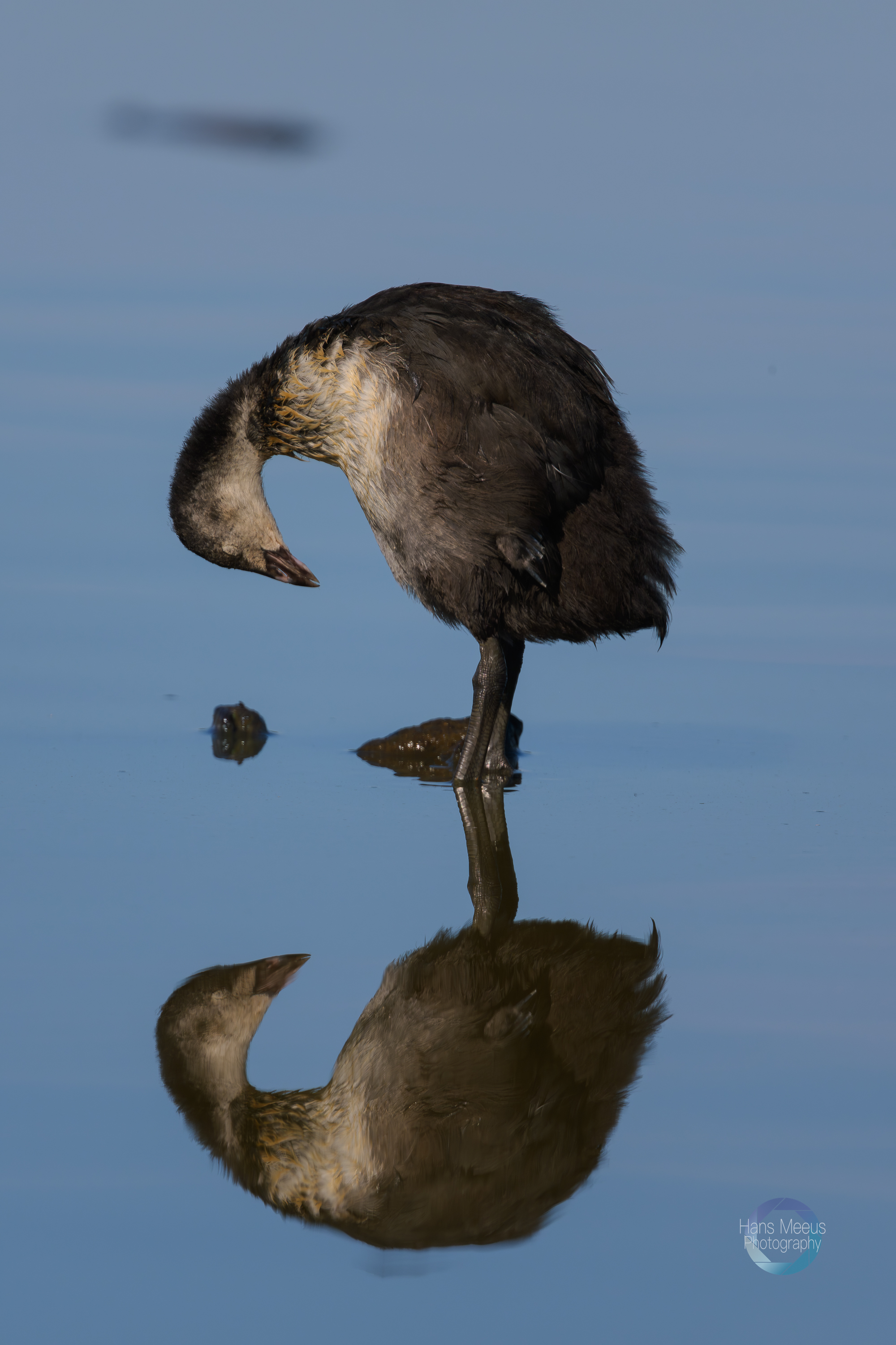 Meerkoet Juveniel Het Vinne Zoutleeuw