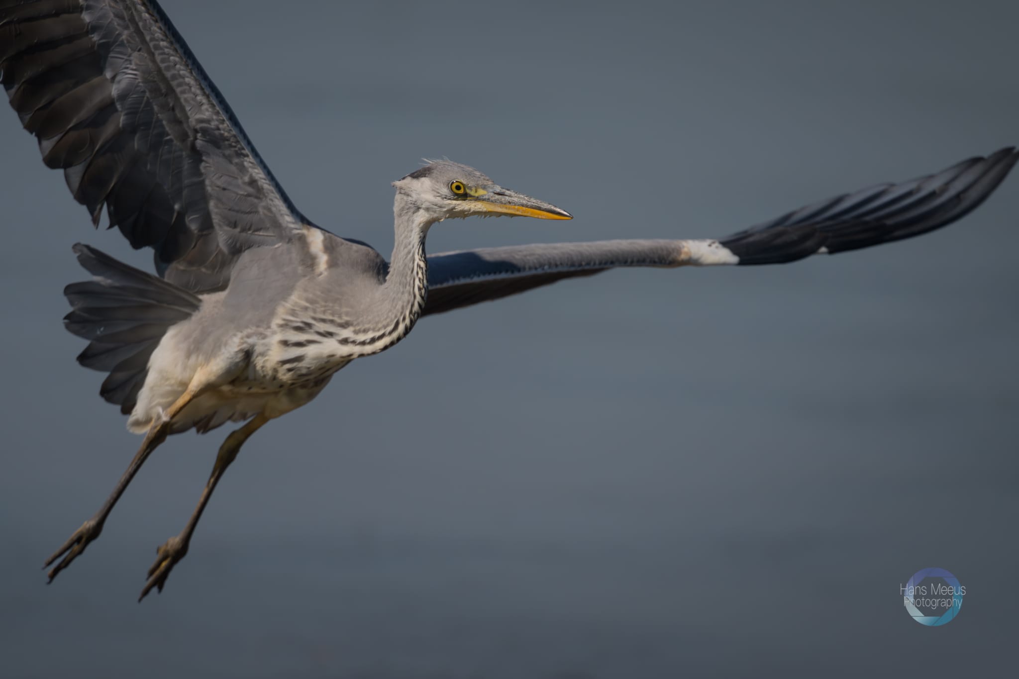 Blauwe Reiger - Hans Meeus Photography Blauwe Reiger Het Vinne Zoutleeuw