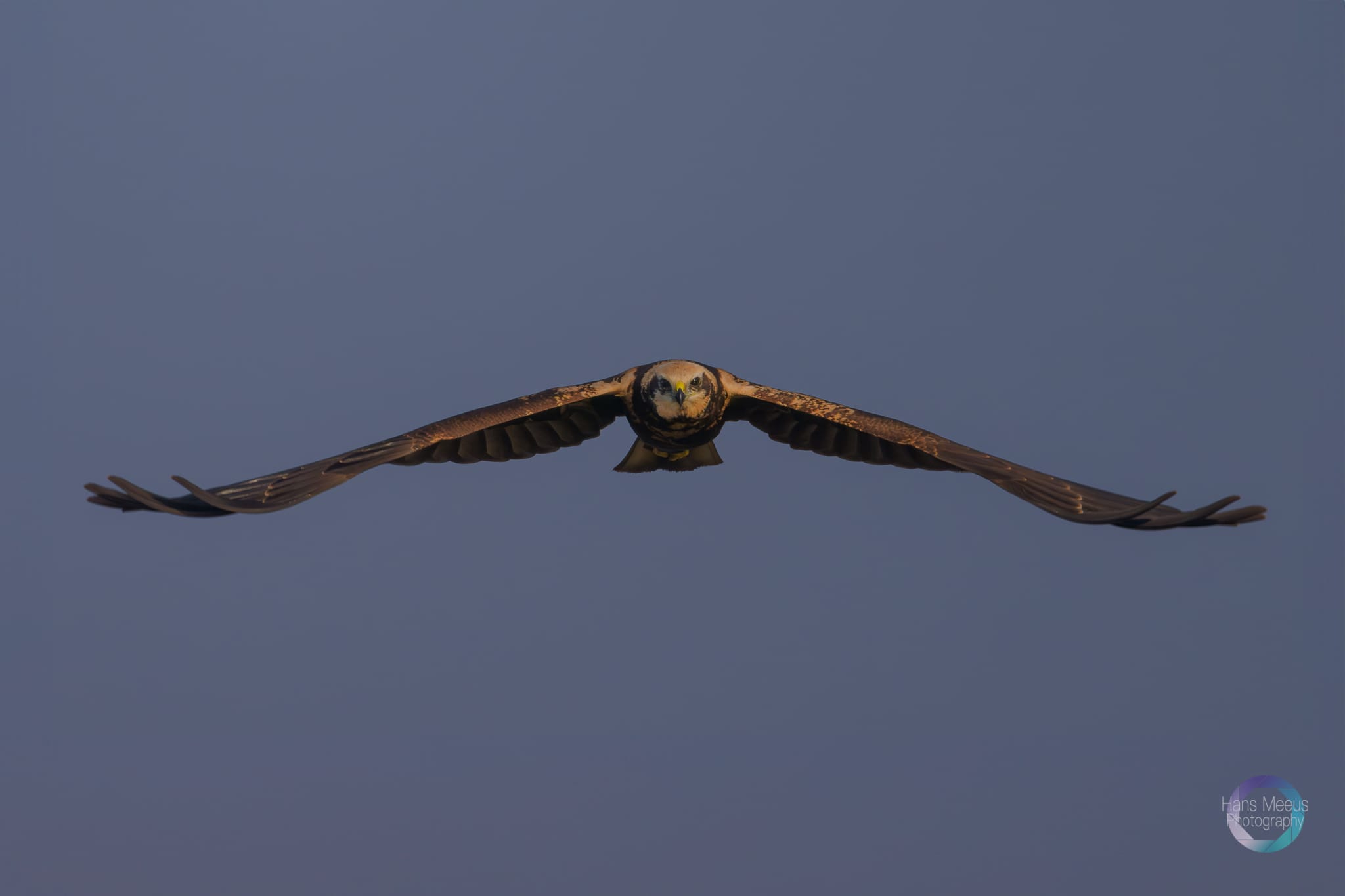 Bruine Kiekendief Het Vinne Zoutleeuw - Hans Meeus Photography Winnende Foto Van Een Vrouwelijk Bruine Kiekendief Die Recht Op De Lens Afvliegt Op Ooghoogte Met Gespreide Vleugels in Het Vinne Zoutleeuw.