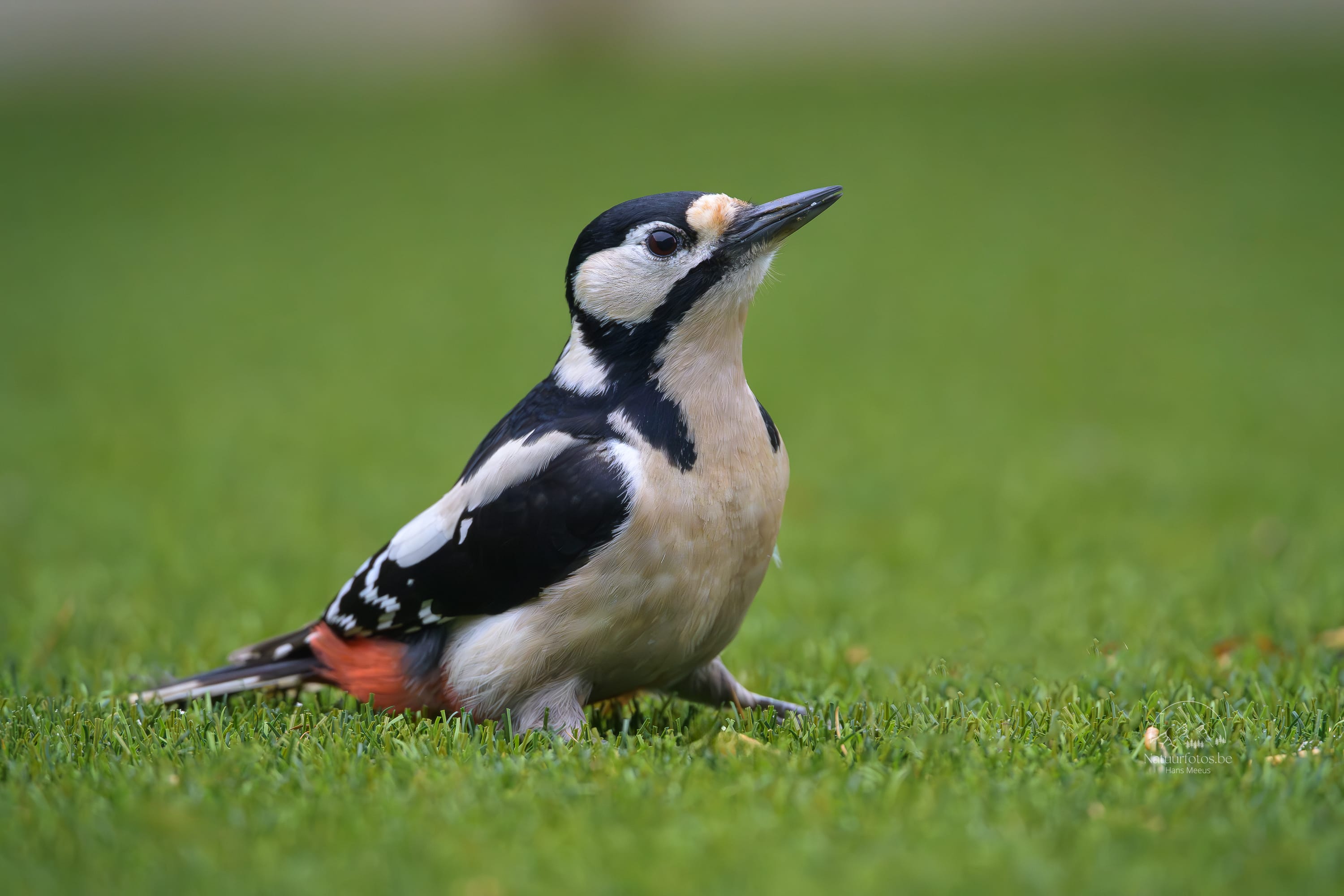 Grote Bonte Specht - Hans Meeus Photography Grote Bonte Specht