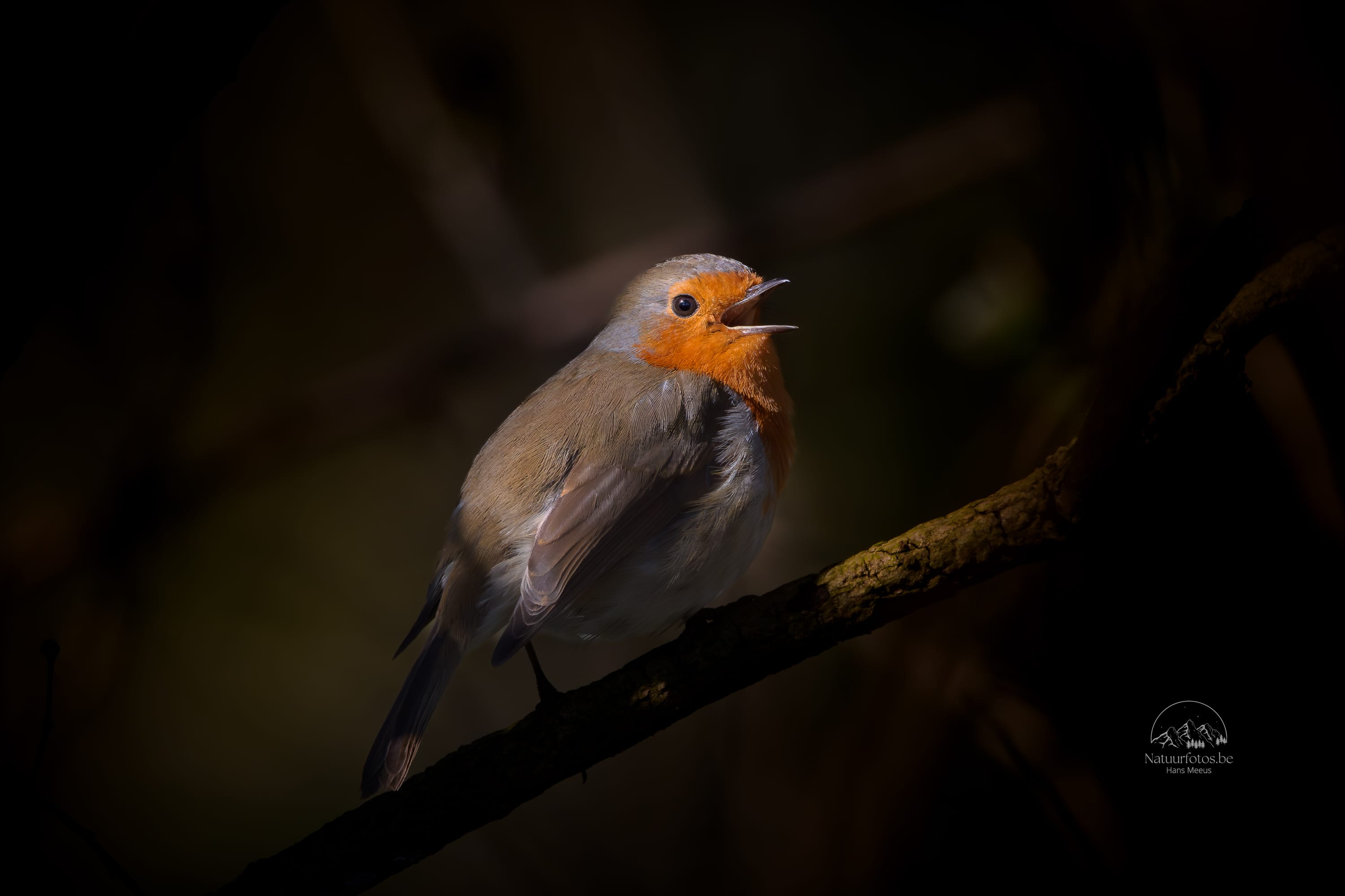 Roodborstje in Het Vinne Zoutleeuw - Hans Meeus Photography Roodborstje in Het Vinne Zoutleeuw