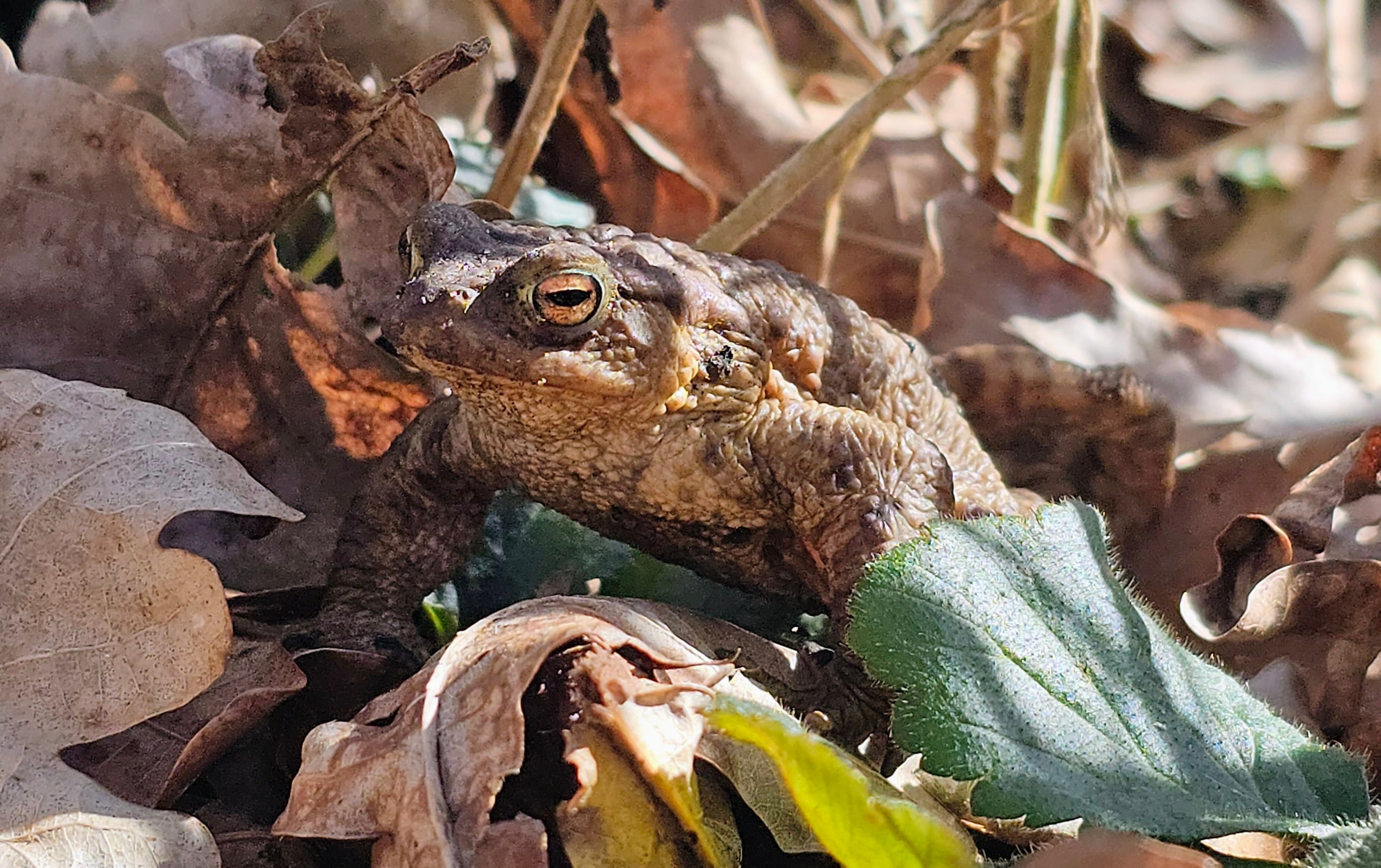 Gaston De Pad - Hans Meeus Photography Gaston De Pad Die Tussen De Bladeren Loert Op De Bosbodem Van Het Vinne Zoutleeuw
