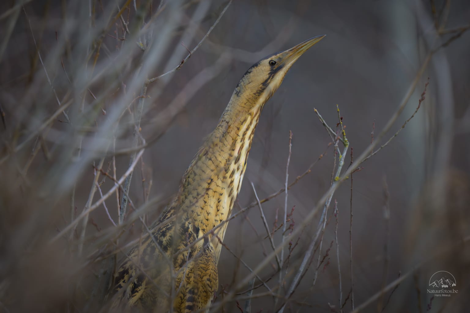 Een Roerdomp Die Zich Verschuilt in Een Jong Boompje in Het Kreupelhout Van Het Vinne, Gefotografeerd Tijdens De Winter Van 2026.