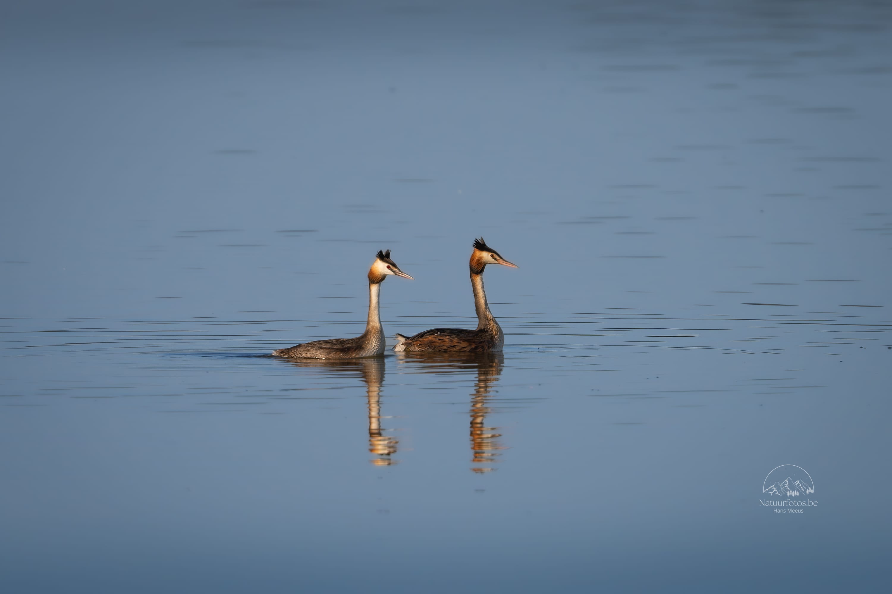Fuut Koppel Zwemmend Op Het Vinne Zoutleeuw - Hans Meeus Photography Fuut Koppel Zwemmend Op Het Vinne Zoutleeuw