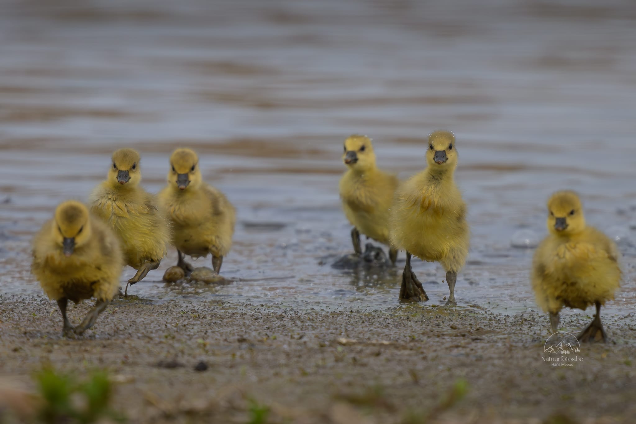 Groepje Kuikens Grauwe Gans Dat Net Uit Het Water Komt in Het Vinne Zoutleeuw