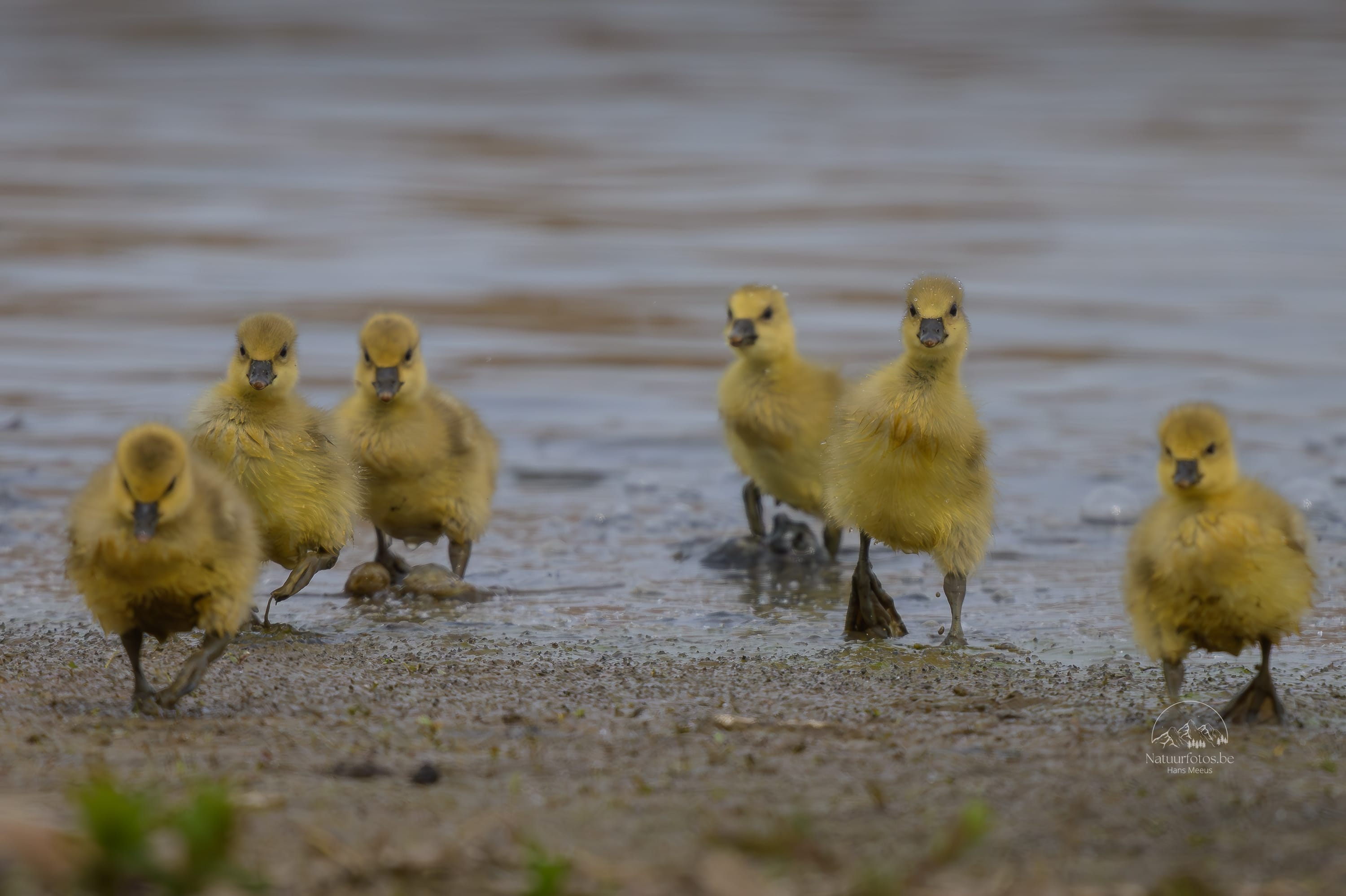 Groepje Kuikens Grauwe Gans Dat Net Uit Het Water Komt in Het Vinne Zoutleeuw
