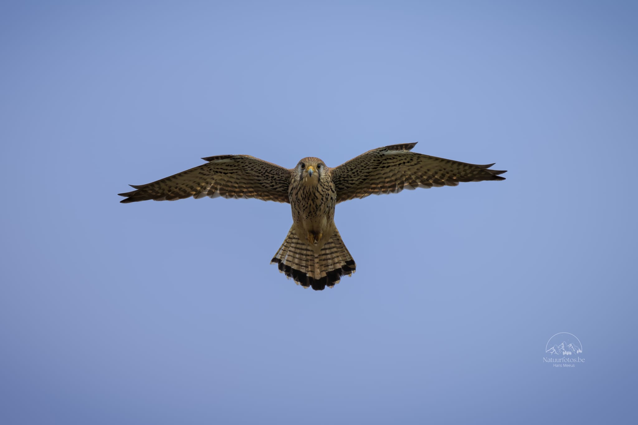 Torenvalk in Zweeflvlucht Recht in De Camera Closeup in Het Vinne