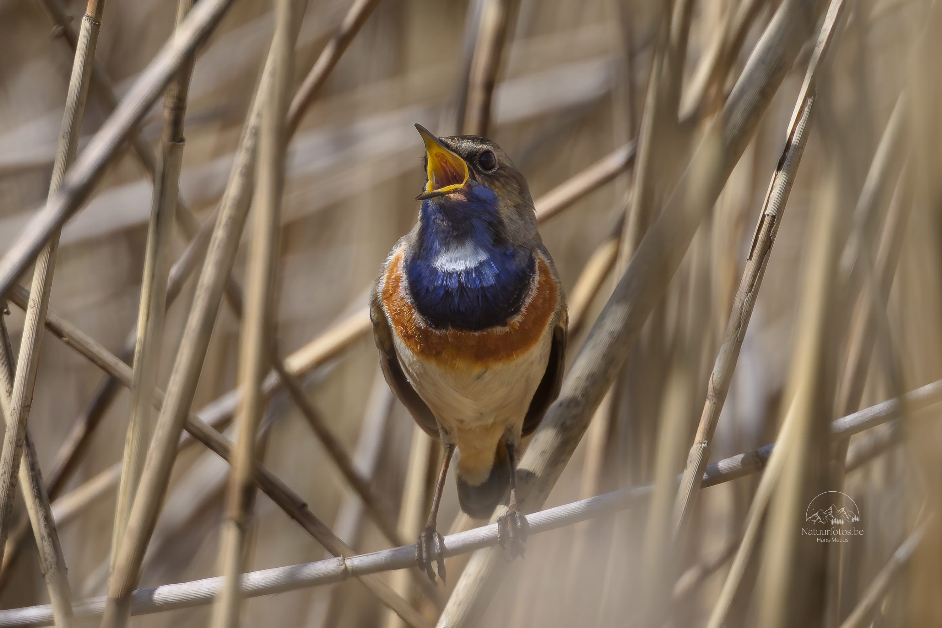 Zingend Blauwborstje in Het Riet Closeup in Het Vinne Zoutleeuw