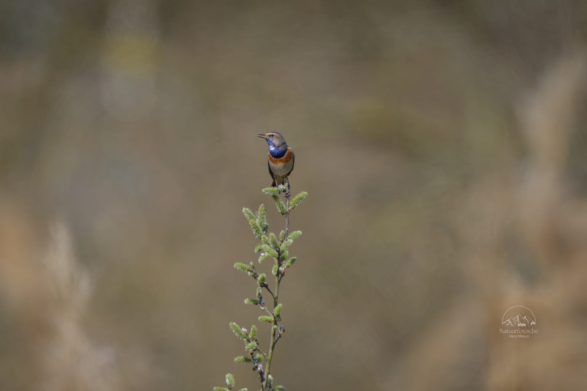 Zingende Blauwborst Op Wilgentak in Het Vinne