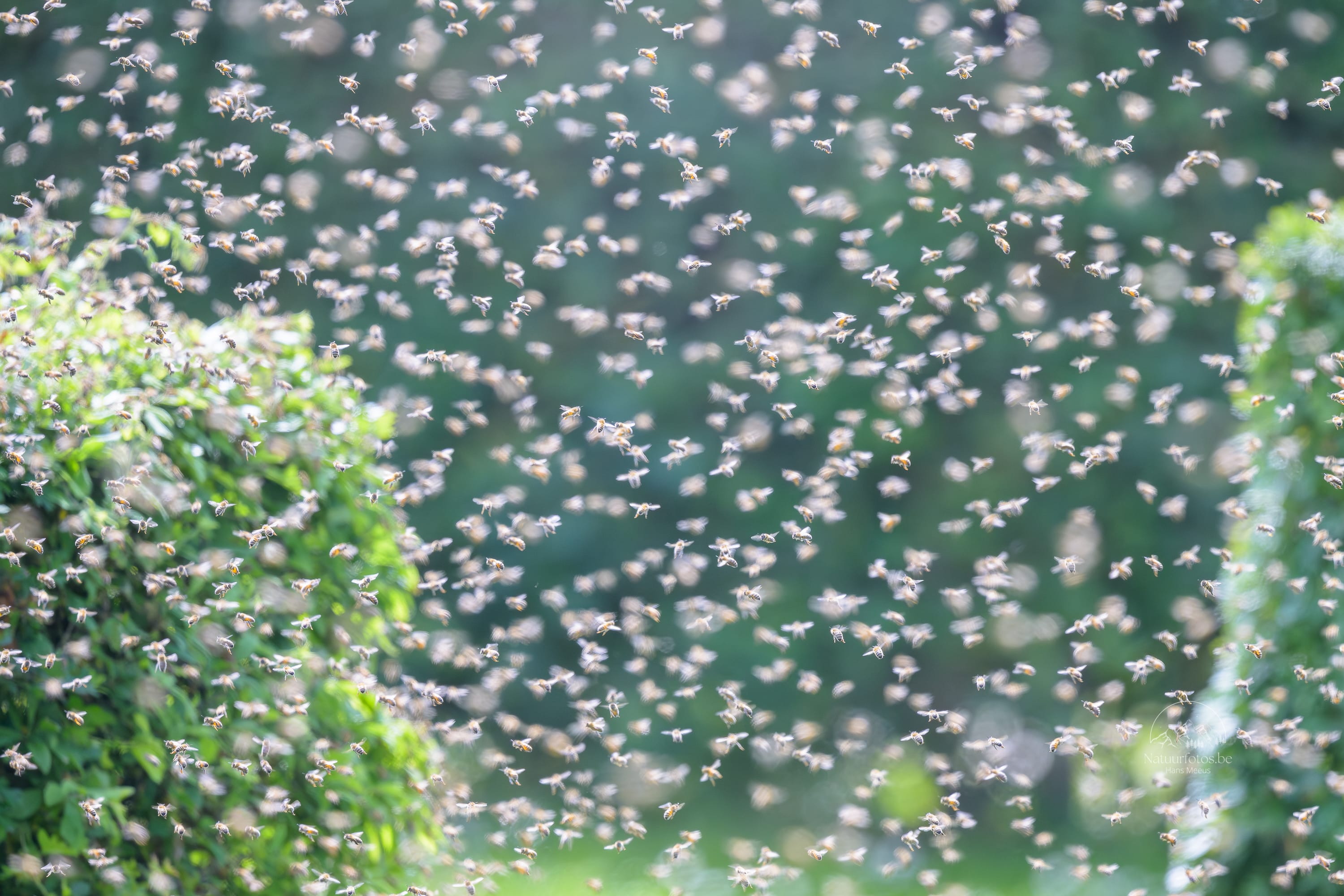 Een Indrukwekkend Natuurverschijnsel in Provinciedomein Het Vinne: Een Massale Zwerm Honingbijen Vult De Lucht Nabij Het Wandelpad in Zoutleeuw.
