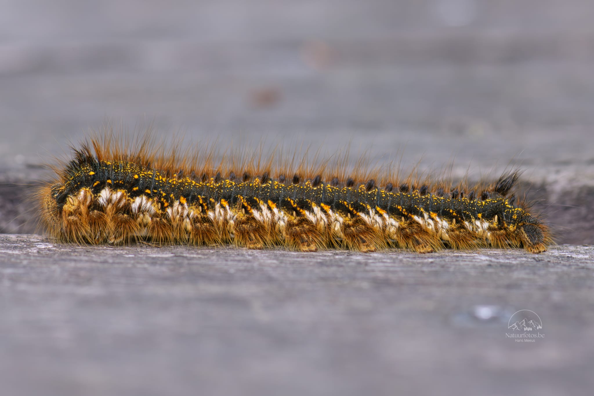 Een Rups Met Een Opvallend Zwart, Geel En Bruin Gestreept Lichaam, Bedekt Met Lange, Bruine Haren, Kruipt over Een Houten Ondergrond in Provinciedomein Het Vinne Te Zoutleeuw. De Gedetailleerde Macrofotografie Toont De Textuur Van De Rups En De Houten Planken, Met Een Zachte, Onscherpe Achtergrond Die De Focus Op Dit Fascinerende Insect Legt, Typerend Voor De Rijke Biodiversiteit in Dit Vlaamse Natuurgebied.