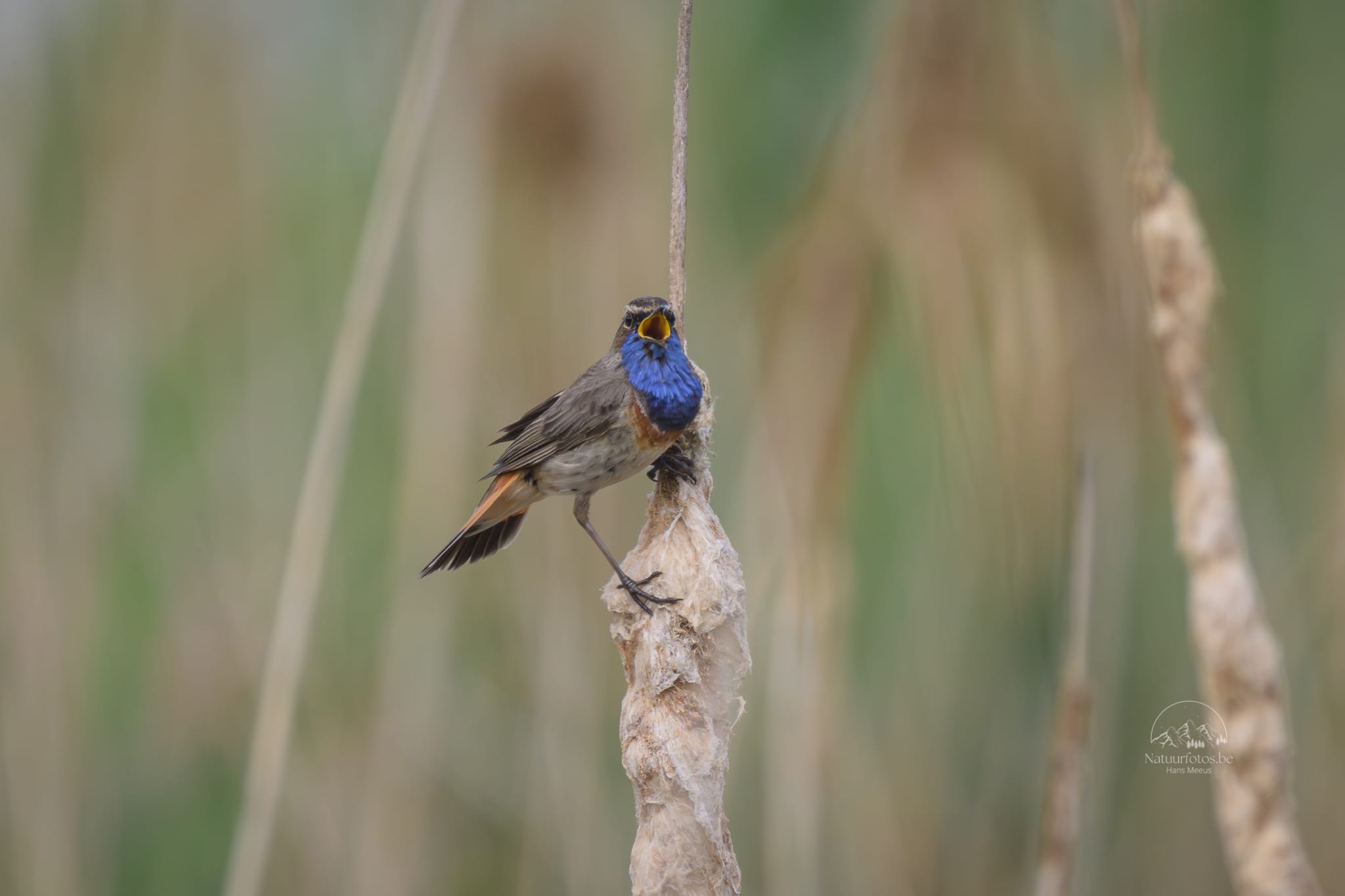 Een Mannelijke Blauwborst Met Zijn Opvallende Blauwe Keelvlek Zingt Luidkeels Op Een Dorre Rietstengel in Het Provinciedomein Het Vinne in Zoutleeuw. De Zachte, Vervaagde Achtergrond Van Droge Vegetatie Benadrukt De Focus Op Deze Prachtige Moerasvogel, Gevangen in Een Moment Van Zang in Dit Vlaamse Natuurgebied.