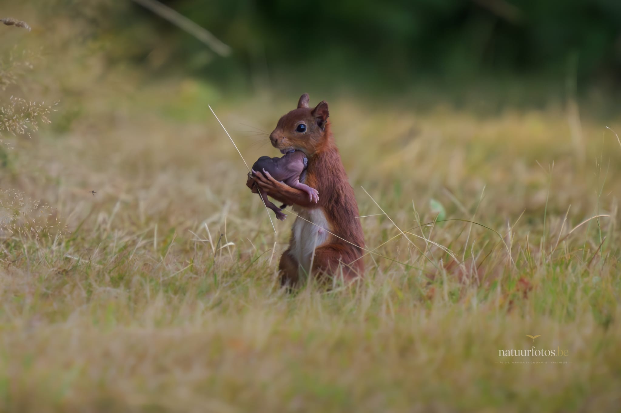 Een Eekhoorn Met Een Jong in De Bek, Zittend in Het Gras in Provinciedomein Het Vinne Te Zoutleeuw. De Scherp Gestelde Eekhoorn is Het Middelpunt Van Deze Vlaamse Natuurfotografie, Met Een Zachte, Bokeh Achtergrond Die De Focus Legt Op Dit Unieke Moment Van Zorgzaamheid in De Natuur.