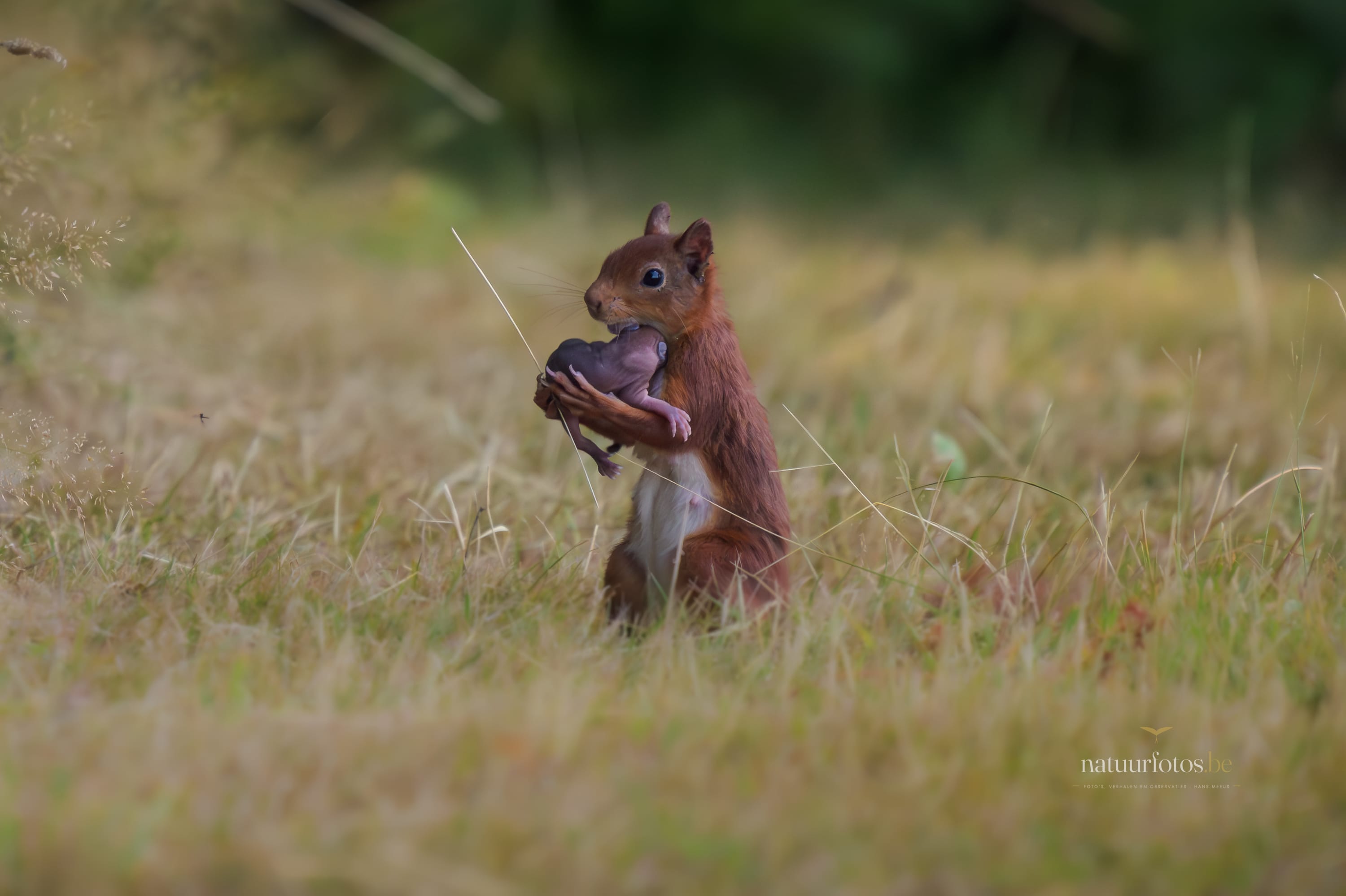 Een Eekhoorn Met Een Jong in De Bek, Zittend in Het Gras in Provinciedomein Het Vinne Te Zoutleeuw. De Scherp Gestelde Eekhoorn is Het Middelpunt Van Deze Vlaamse Natuurfotografie, Met Een Zachte, Bokeh Achtergrond Die De Focus Legt Op Dit Unieke Moment Van Zorgzaamheid in De Natuur.