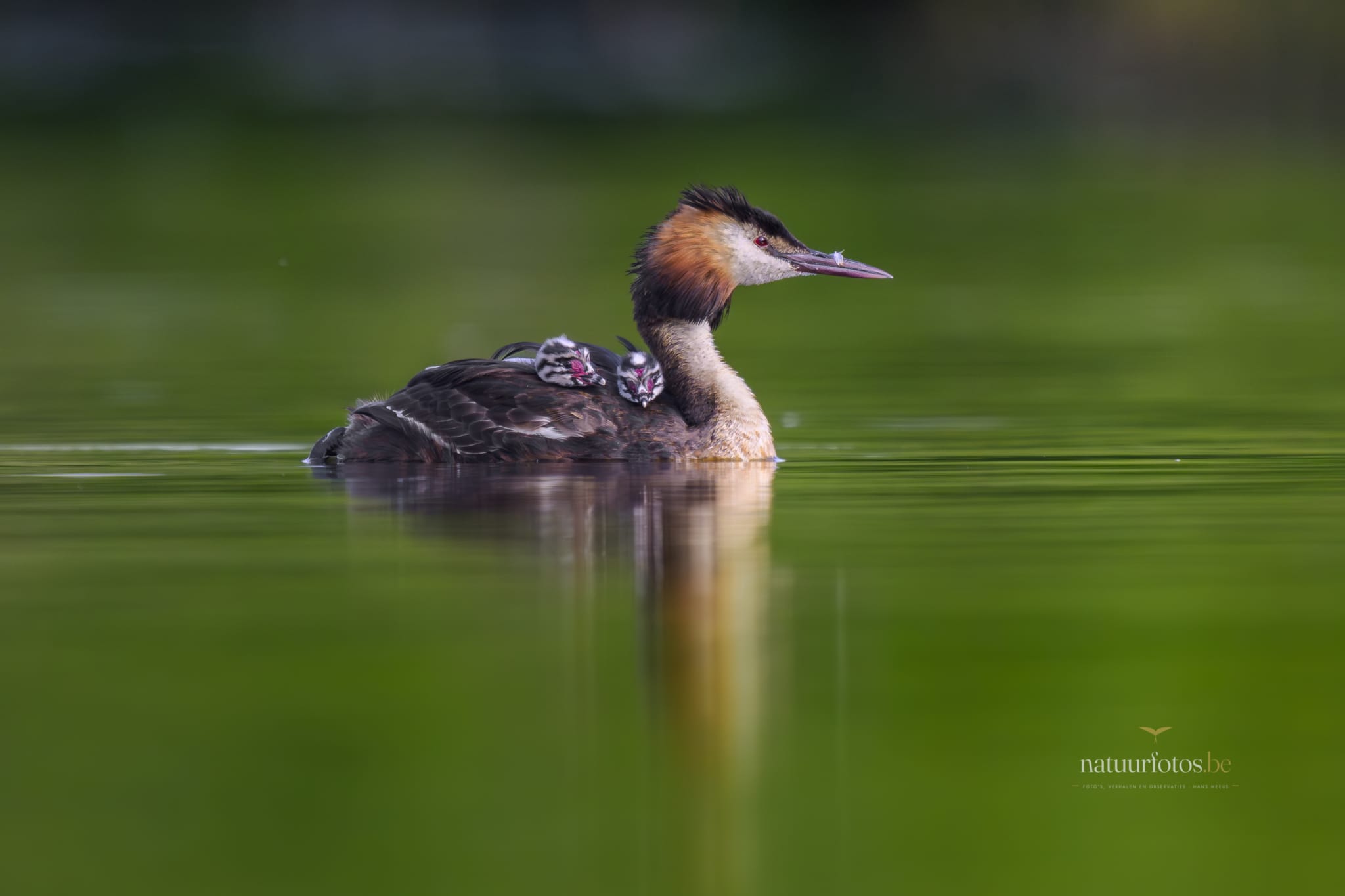 Een Kuifkoet Met Twee Kuikentjes Op Haar Rug Zwemt Rustig in Het Groene Water Van Provinciedomein Het Vinne in Zoutleeuw. De Zachte, Groene Achtergrond Met Subtiele Bokeh Benadrukt De Intieme Interactie Tussen De Ouder En Haar Jongen, Een Prachtig Tafereel Van Het Vlaamse Natuurleven.