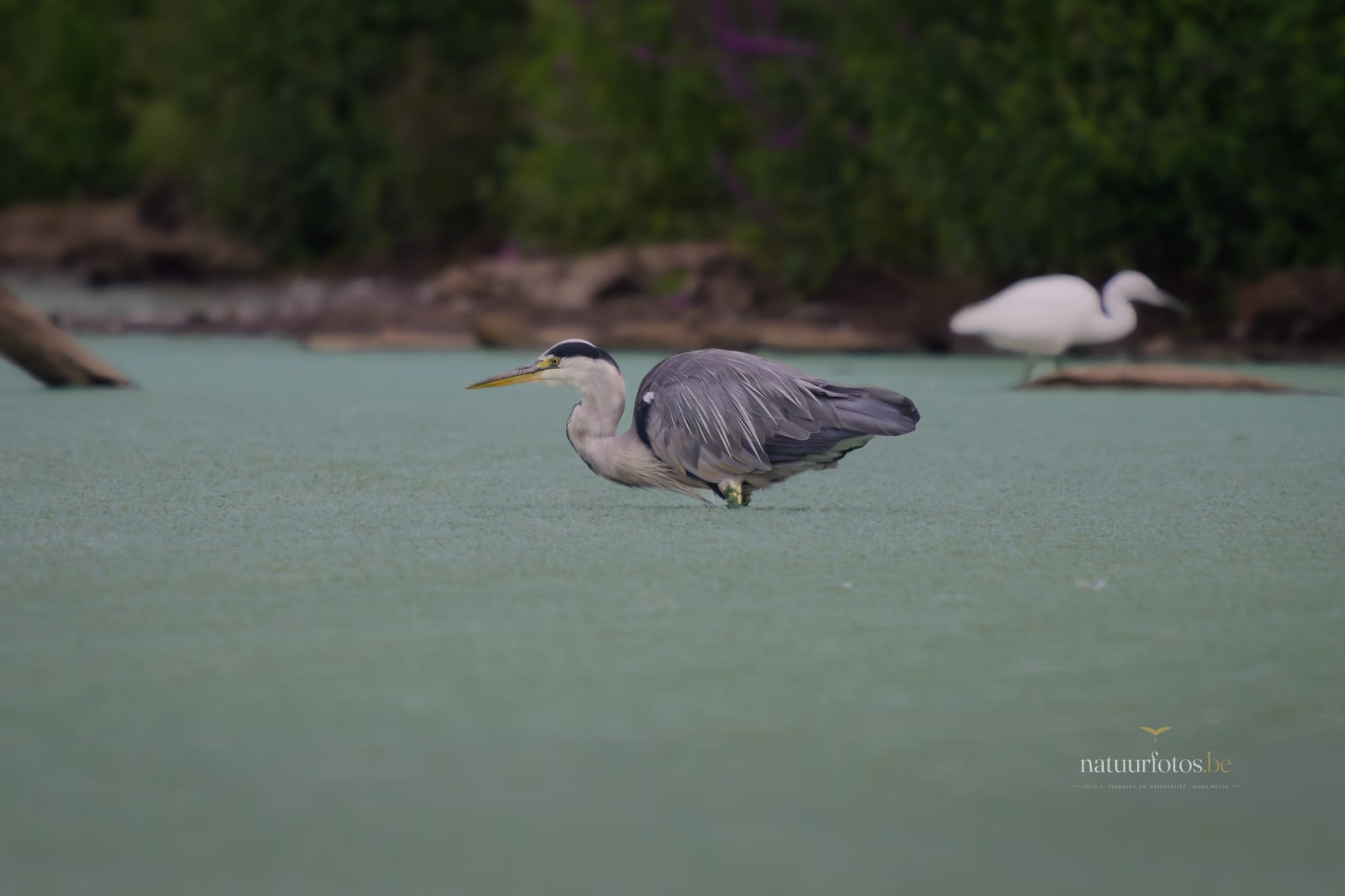 Een Grijze Reiger Staat Geduldig Te Vissen in Het Met Algen Bedekte Water Van Provinciedomein Het Vinne in Zoutleeuw. Op De Achtergrond is Een Witte Reiger Te Zien, En De Zachte, Groene Omgeving Creëert Een Serene Sfeer Voor Deze Vlaamse Natuurfotografie.